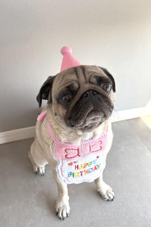 お久しぶりです！ ｜ 誕生日や子供の受験、最近のことを色々と - クラシノート