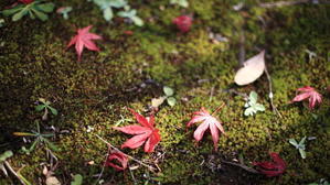 からくり時計　Photo Gallery