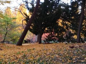 花が咲いている方に - 梟通信～ホンの戯言