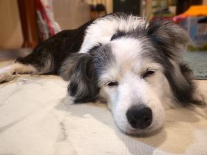 散歩屋日誌【233】【234】 - サモエド クローカのお気楽日記