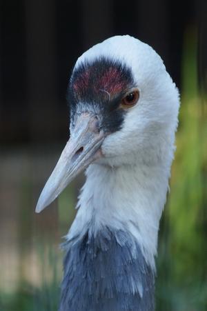 ソニーα7Vが公式発表され、12月９日に発売される - 徒然なるままに