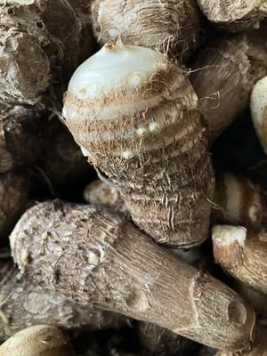 2025年11月　家庭菜園　総括 - 心地よい風と空気を求めて