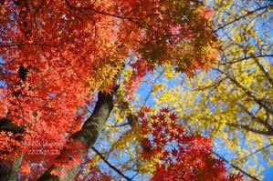 赤いモミジの下を通り、ランチはキーマカレー♪ - FUNKY'S BLUE SKY