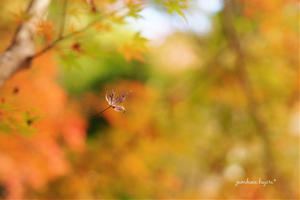 浄智寺の紅葉 - jumhina biyori*