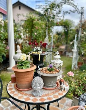 名古屋旅行後の庭から♪と、スノーショコラを植え付け♡ - 薪割りマコのバラの庭