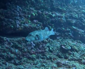 12月2日　ひろのカメ岩 - YDSブログ