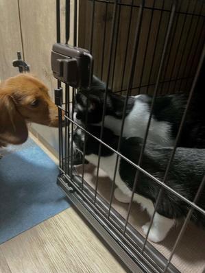 【拡散希望】ねこまるで里親募集中の猫たちとご報告 - ちくわぶ料理研究家＆ごはんねこまる＆まるやま商店・丸山店長のブログ