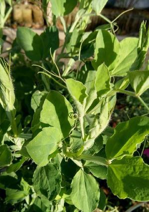 園芸手帖 - まさかり半島日記