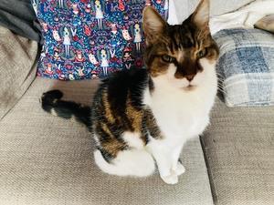 みたたん、永眠しました - ロンパラ！（LONDON パラダイス）