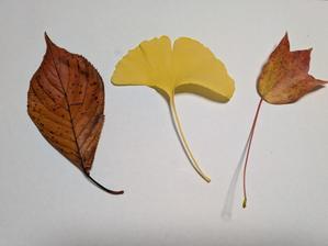 咳コンコン - ゆるりん日記