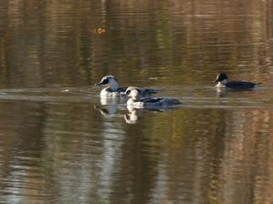 ミコアイサ - 四季さんぽⅤ
