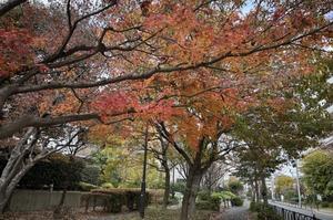 整形外科でAKA療法と林檎のお裾分け - 青山〜チトフナぱせり日記