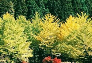 2025紅葉14 - のんびりカメラ