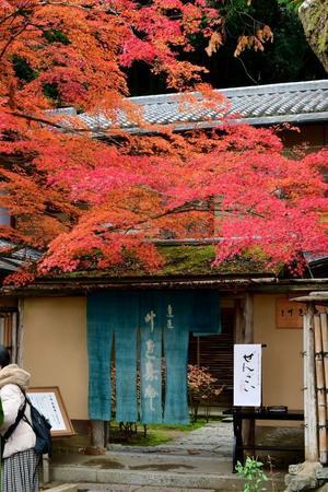 京都紅葉徘徊2025-4　哲学の道～錦林公園へ - 祭りバカとは俺の事(仮)