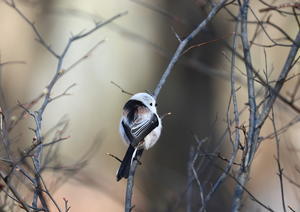 今度はゆっくりね～・・シマエナガ - 凛☆として