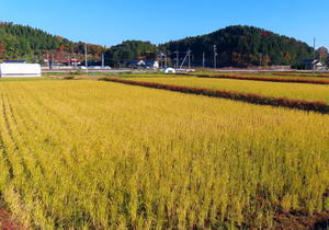 秋が終わってしまった……。 - 衰退国家の片隅で