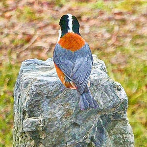 朝ご飯を食べ終わって、庭石の上で寛ぐヤマガラくん - タックの庭仕事 ── 黄昏人生残日録 ──