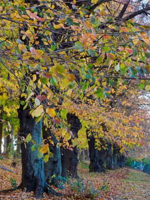   まだ咲いていた薔薇 - nama3の気ままに雑記