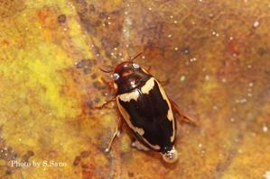 神奈川県各所を回って水生昆虫の調査 - 海を歩くゲンゴロウ