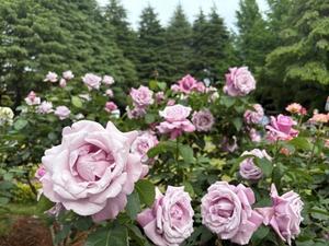 インソース東へ西へ