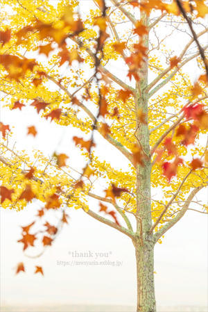 ＹＥＬＬＯＷ - * thank you *
