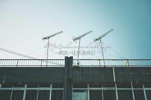 三兄弟。 - ～風紋～徒然歳時記