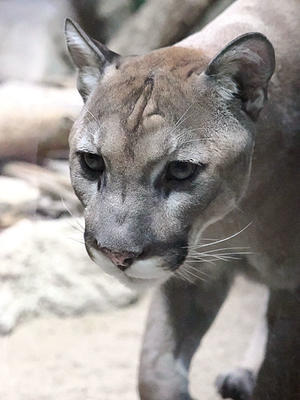 クーガー（ピューマ）のブルとニコ - 動物園放浪記