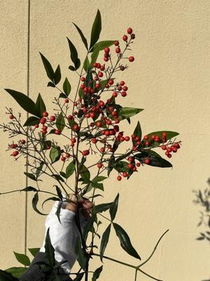 再発と南天 - 丘の上から通信