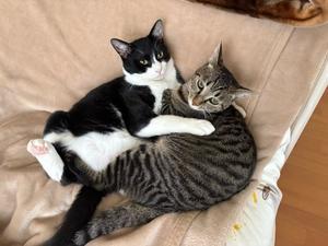 取り急ぎの報告 - 「両手のない猫」チビタと愉快な仲間たち