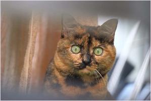 お隣のサビさん、どうしてるのかな - 4にゃん日記＋