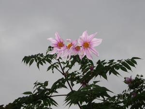 New!　”えのきブロッコリー”！ - やさい畑につかまって