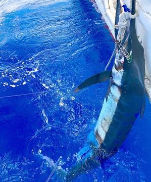 カジキ釣果 - ビッグゲームルアーズ 最新オフショアブログ カジキトローリング