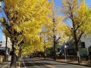 天理市の銀杏の黄葉 - 彩の気まぐれ写真
