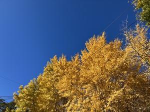 2025年11月　ラン総括 - 心地よい風と空気を求めて