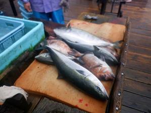 12月3日釣果！！ - 海上釣堀フィッシングレインボー