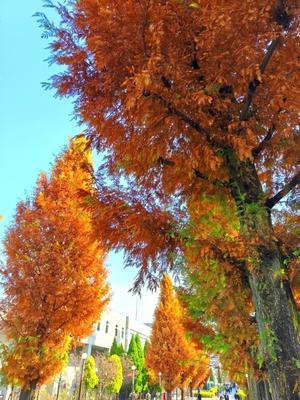 曙杉（あけぼのすぎ）メタセコイヤの並木に想い出す南怡島の旅 - "Maeil Jeongjin日々精進"韓国旅とsoccer人生