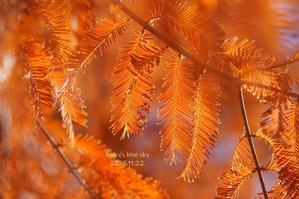 色づくメタセコイアの下を通り･･･そして帰宅。 - FUNKY'S BLUE SKY