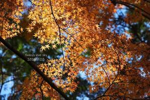 イケメンワンコとの出会い^^ - FUNKY'S BLUE SKY