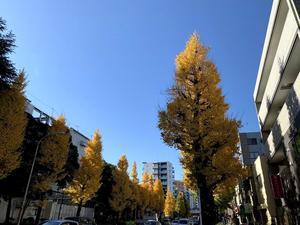 ☆イチョウ並木とティーツリーそしてクリープ☆ - ガジャのねーさんの  空をみあげて☆ Hazle cucu ☆