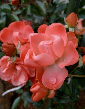 閃輝暗点 - まさかり半島日記