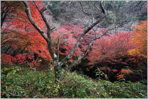 四季桜と紅葉のコラボ（2025）－１ - 野鳥の素顔　＜野鳥と日々の出来事＞