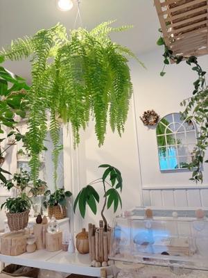 観葉植物のある暮らし* - Natural style*