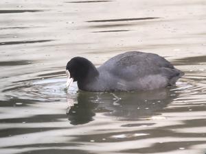 12月の生きものガイドウォークのお知らせです！ - 水元かわせみの里水辺のふれあいルーム