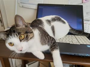 往生しまっせ - おルミの徒然日誌