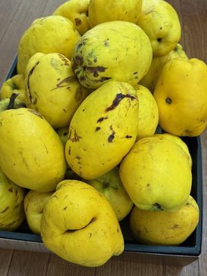 お正月のレッスンは今日も美味しくできました。そしてたくさんの花梨 - クッキングアトリエ