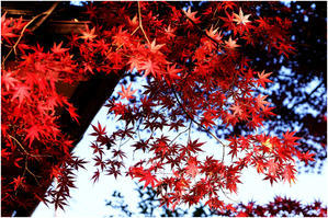 イロハモミジ - ☆彡 四季写遊 ☆彡