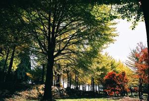 のんびりカメラ