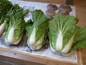 野菜販売１０１ 旬の野菜パック - つくってみがく  創研