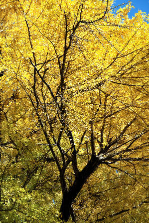 薬師池「黄葉」と我が家の庭 - ぶりんの部屋（BURIN)