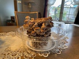 明日はドンでクリスマスです～育ちました！ - 荒川　和子